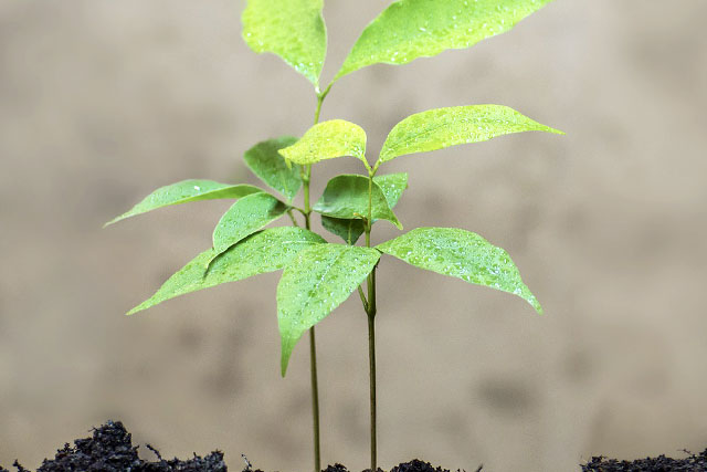 春の肌荒れから考える環境問題―黄砂④